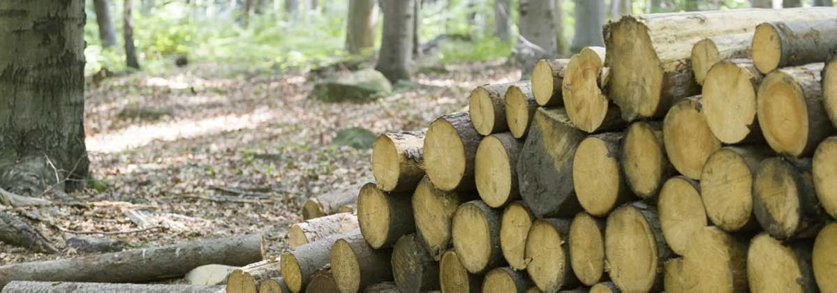 Holzarten für Holzschindeln